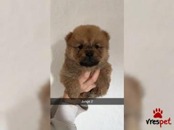 Ράτσα: Τσόου Τσόου - Chow chow | Ηλικία: 2 μηνών | Φύλο: Αρσενικό | Αρ. Microchip: 657789399484 | Ιδιώτης | Εκπαιδευμένο | Περιοχή: Πειραιάς, Αττική